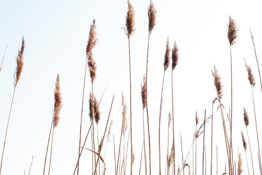 Dry Yellow Grass Texture Against Sky