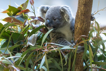コアラの赤ちゃん