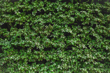 wall is full of Vegetation green color.  Beautiful vertical garden nature background