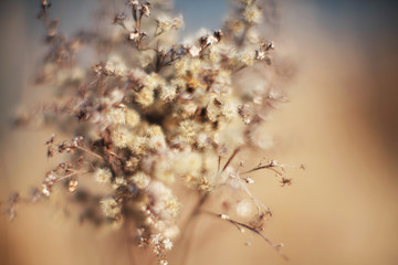 macro dry yellow flowers on a background