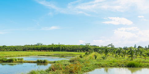 The natural landscape Rice field green grass blue sky cloud cloudy landscape background. 