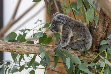 コアラの赤ちゃん