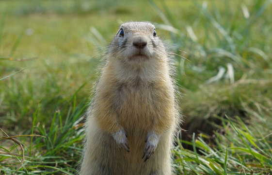 close-up portrait of a cute ground squirrel in the green field