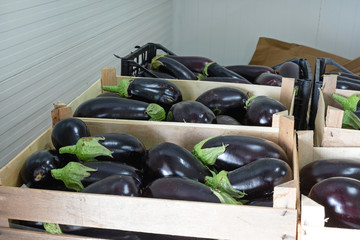 Aubergines in Crates Cold Storage
