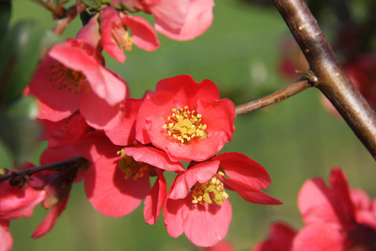 Red flowers of blooming Japanese Quince on green background at spring season close up