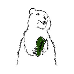 Australian quokka eating leaf, vector sketch illustration