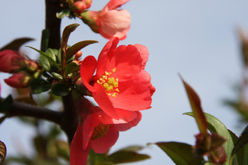 Obraz premium Red flowers of blooming Japanese Quince towards blue sky at spring season close up