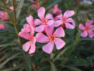 Blooming pink flower oleander outdoors in the summer garden