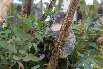 コアラの赤ちゃん