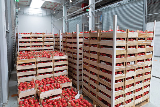 Import Tomatoes at Pallets in Distribution Warehouse