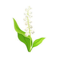 Lily of the Valley with Oblong Leaves and Flowers Vector Illustration