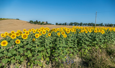 Fototapeta na wymiar Sunflowers hill