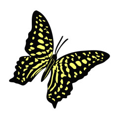 Obraz premium bright beautiful realistic butterfly, vector illustration