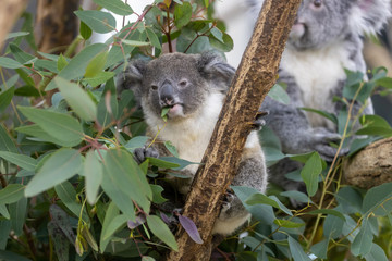 コアラの赤ちゃん
