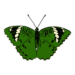 bright realistic butterfly, vector illustration