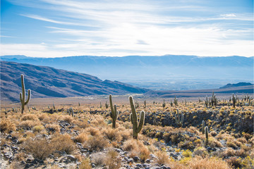  Landscape of mountains and cactus in Calchaquí Valleys of Tucumán, Argentina