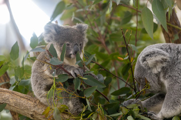 コアラの赤ちゃん