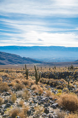 Landscape of mountains and cactus in Calchaquí Valleys of Tucumán, Argentina