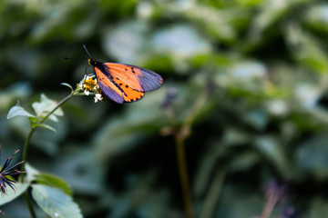 Macro photo of a butterfly