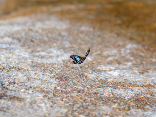 Butterfly at waterfall HDR Picture