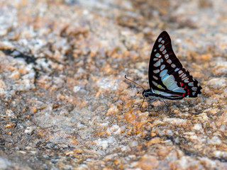 Butterfly at waterfall HDR Picture