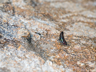 Butterfly at waterfall HDR Picture