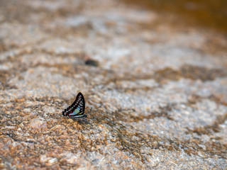 Butterfly at waterfall HDR Picture