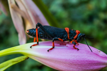 close up of a Koppie foam Grasshopper