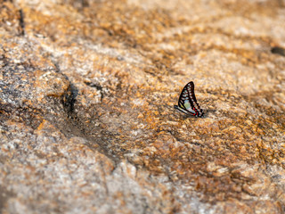 Butterfly at waterfall HDR Picture