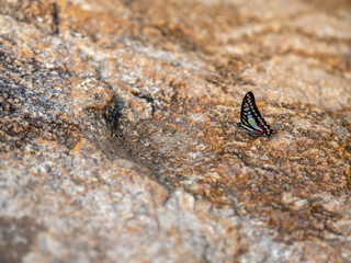 Butterfly at waterfall HDR Picture