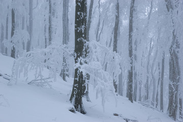 Old oak forest with frost in winter foggy weather