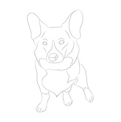 Vector illustration of corgi dogs, line drawing