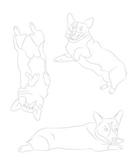 Vector illustration of corgi dogs, line drawing