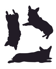 Vector illustration of corgi dogs drawing silhouette