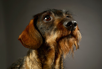 Portrait of an adorable Dachshund