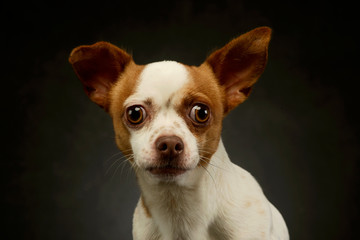 Portrait of an adorable chihuahua