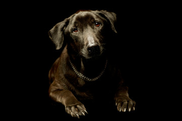 Fototapeta na wymiar Studio shot of an adorable mixed breed dog