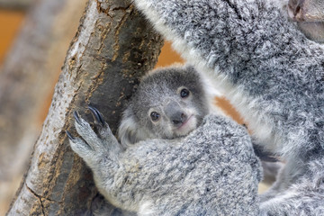 コアラの赤ちゃん © Molyomoto