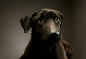 Portrait of an adorable mixed breed dog