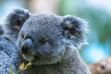 コアラの赤ちゃん