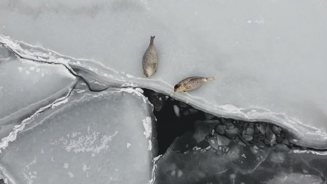 Aerial footage of seals (spotted seal, largha seal, Phoca largha) laying on sea ice floe in cloudy winter day. Camera goes to high from surface. Wild spotted seals in natural habitat.