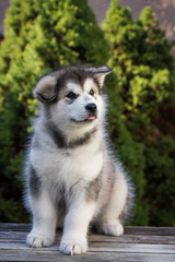 Alaskan malamute puppy posing outside. Small malamute in kennel.