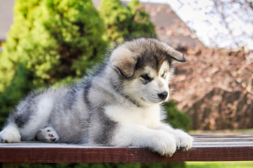 Alaskan malamute puppy posing outside. Small malamute in kennel.