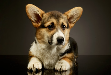 Studio shot of an adorable corgie