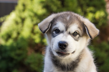 Alaskan malamute puppy posing outside. Small malamute in kennel.