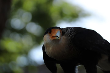 Greifvogel