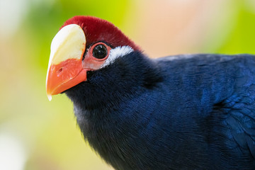 violet turaco gets a close up