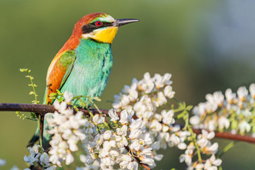 beautiful wild bird among flowering branches