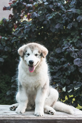 Obraz premium Alaskan malamute puppy posing outside. Small malamute in kennel. 