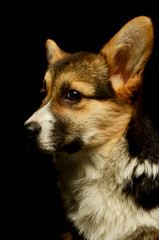 Portrait of an adorable corgie